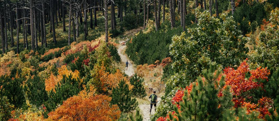 KARIBU-TRAIL-RUN-FOREST.jpg
